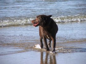 which beaches are dog friendly